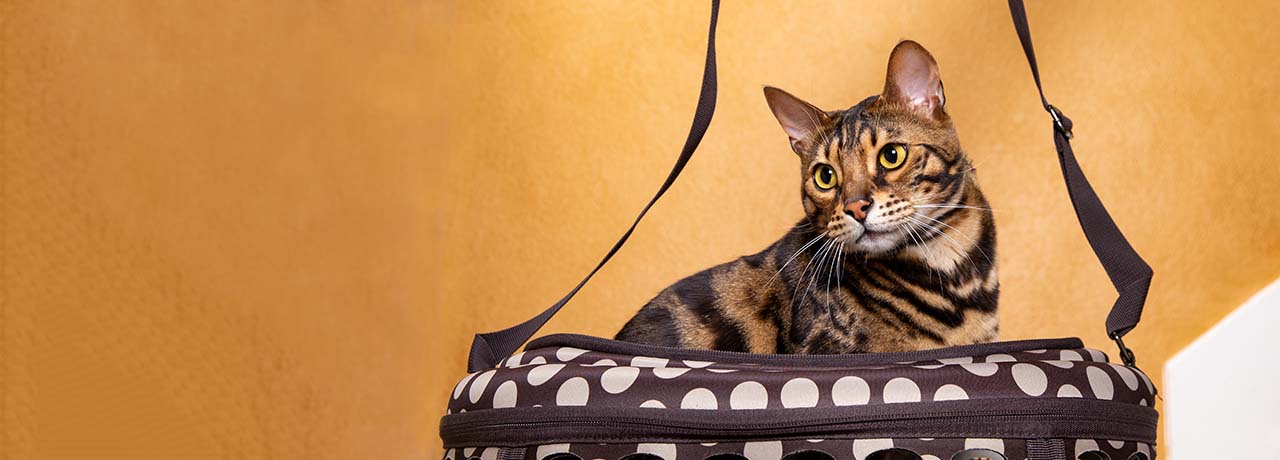 A striped house cat with yellow eyes getting ready to go on a trip with its owner